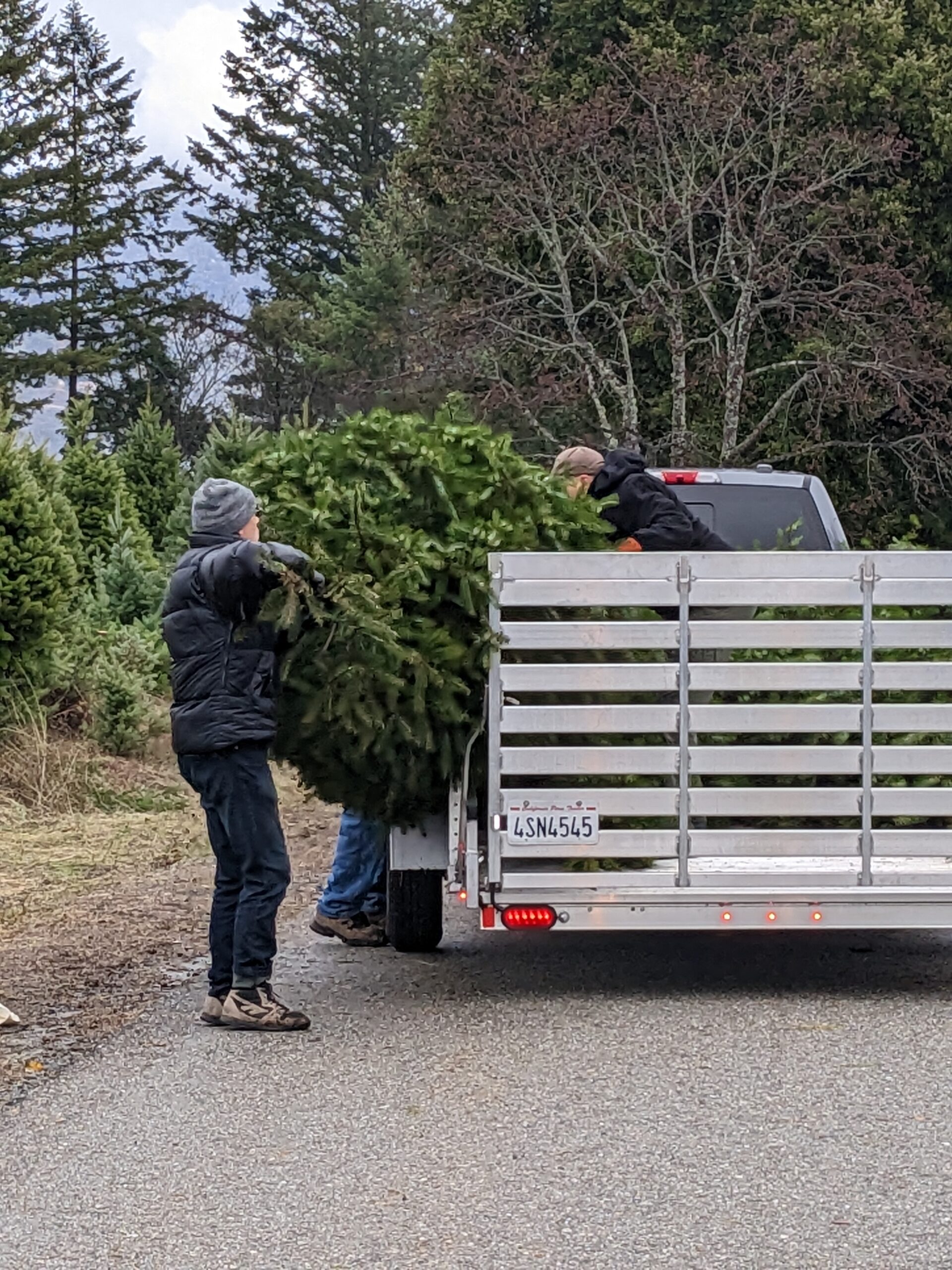 Tree loading